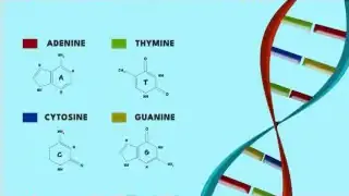 Detailed illustration of DNA helix with nucleotide bases