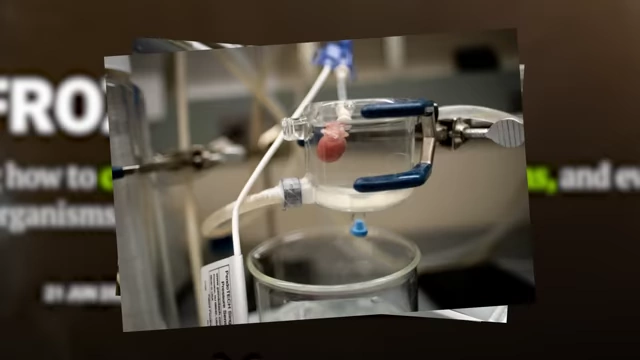 A human heart being prepared for vitrification in a laboratory setting, showing intricate tubing and equipment