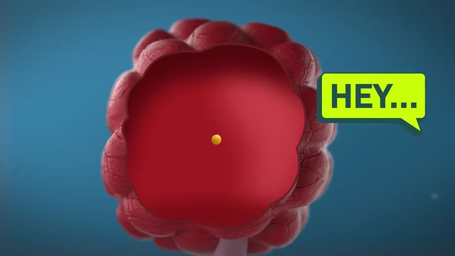 Animated diagram of an ovary with a speech bubble saying "HEY...", indicating the start of hormone stimulation