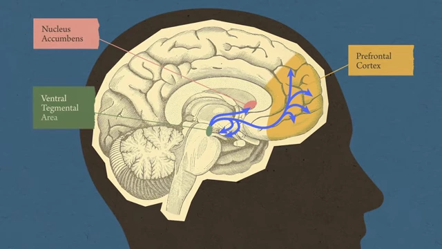 Diagram illustrating the brain's reward pathway, highlighting the prefrontal cortex, nucleus accumbens, and ventral tegmental area