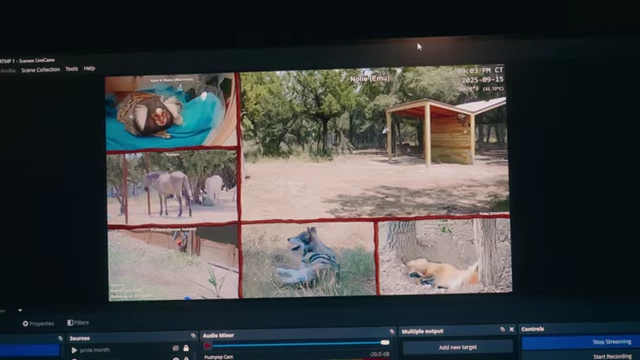 Monitor displaying live camera feeds from Alveus Sanctuary via OBS software.