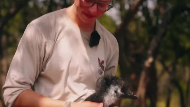 An Alveus staff member gently holding a small emu chick.