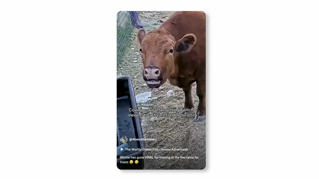 A cow looking at a camera in its enclosure, with text noting it went viral for mooing at live cam for treats.