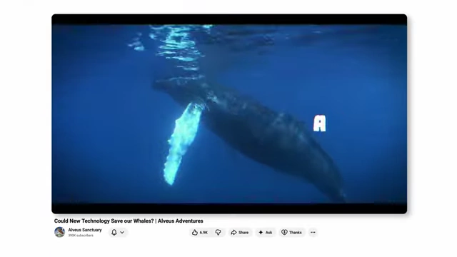 YouTube video screenshot titled "Could New Technology Save our Whales? | Alveus Adventures" featuring a whale underwater.