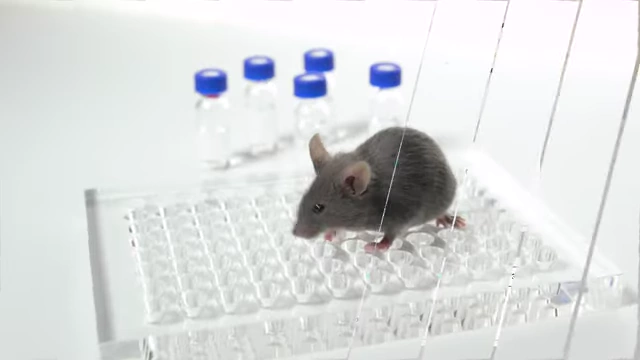 Mouse in a lab, relating to KPV research