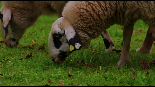 The sheep clip with uniform saturation applied using the standard saturation knob.