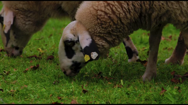 The sheep clip with targeted saturation applied using the Color composite mode, showing more retained contrast.