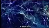 Brain Synapses and Memory Transfer