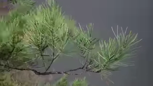 A close-up view of pine needles demonstrates the intricate detail possible with Nanite foliage.