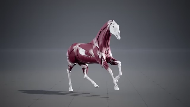 A skeletal model of a horse displaying its muscle structure and how it deforms during movement, powered by Chaos Flesh.