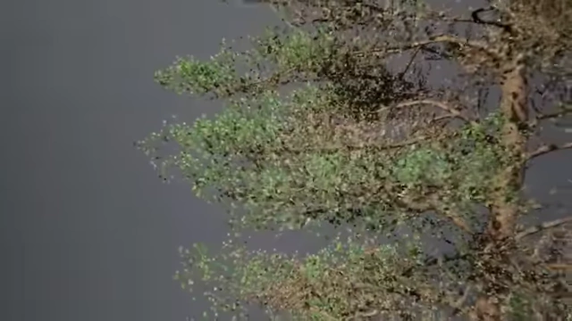 Foliage rendered with an adaptive voxel representation, which simplifies geometry at a distance.