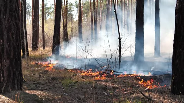 Small controlled fires burning through undergrowth, illustrating modern fire management