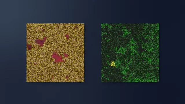 Comparison of the sandpile and forest fire simulations, visually demonstrating similar critical behaviors