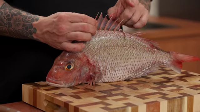 A close-up of the sharp dorsal fins on a fish, indicating where to exercise caution
