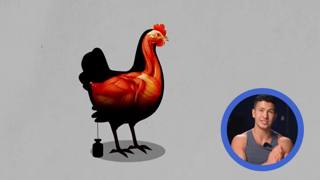Chicken lats grew 170% from stretch alone in a 1970s experiment.