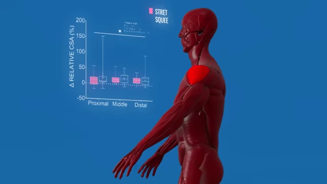 Result of the study for side delts showing similar muscle growth for both stretch and squeeze focused training.