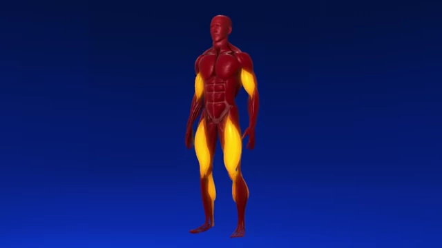 Anatomical illustration highlighting muscles commonly studied for stretch, such as quads, calves, and biceps.