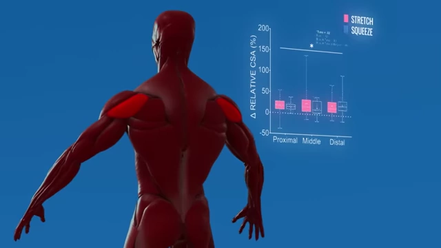 Graph illustrating similar relative muscle cross-sectional area (CSA) growth for both stretch-focused and squeeze-focused training in the rear delts.