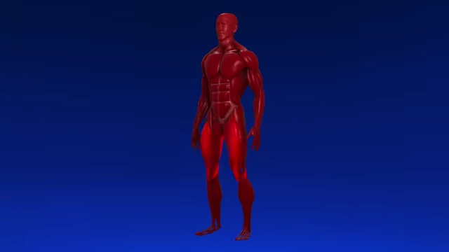 Anatomical illustration highlighting bi-articulate muscles like hamstrings, quads, calves, and triceps, which cross two joints and can stretch further.