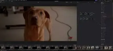 A brown dog captured in a well-lit indoor setting, showcasing rich colors and fine detail