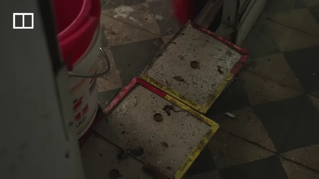 Mouse traps with captured mice in Auntie Ha's subdivided flat.
