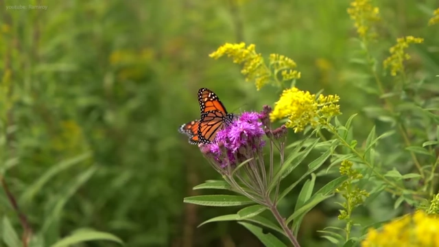 A sequence of images illustrating the metaphor of nurturing a garden to attract butterflies instead of chasing them.