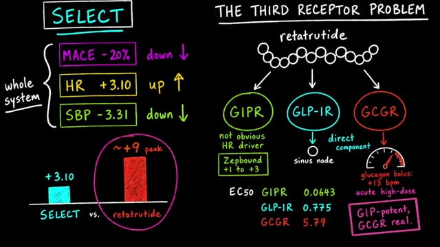 Glucagon's Effect on Heart Rate