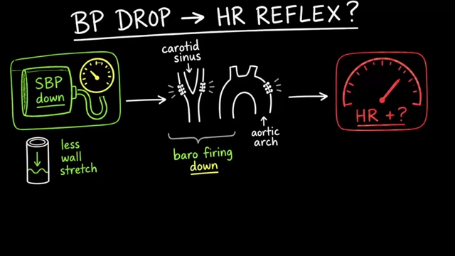 Baroreflex Pathway: Blood Pressure Drop Leading to Heart Rate Increase