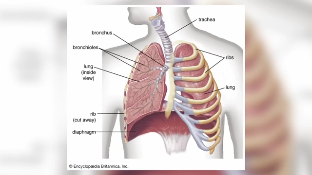 Diagram of the human respiratory system, showing the diaphragm and lungs
