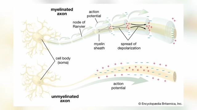 Diagram illustrating nerve signal transmission, relevant to understanding pain
