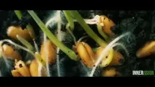 Close up of seeds germinating in soil