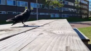 A jackdaw approaches a peanut on a wooden bench, demonstrating some renewed trust after the long break, though still hesitant to eat directly from hand.