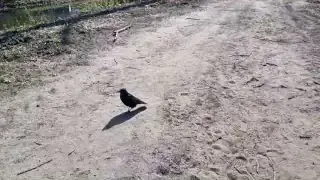 A carrion crow walks closely alongside the presenter, demonstrating a strong level of comfort and recognition during their interactions.