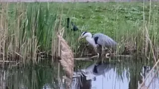 A carrion crow observes a grey heron hunting crayfish in a shallow body of water, suggesting an opportunistic foraging behavior.