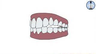 Illustration of teeth, representing the role of calcium in bone health.