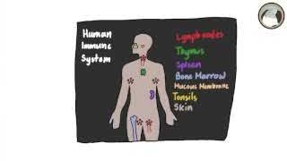 Illustration showing the human immune system components.