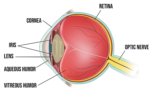 A diagram illustrating the anatomy of the human eye, showing the cornea, lens, retina, and optic nerve.