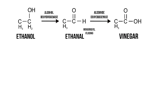 A chemical diagram illustrating the metabolism of ethanol, which breaks down into less toxic compounds compared to methanol.