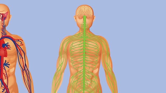 A diagram showing the human nervous system, illustrating that MN's other nerves were not significantly impacted, ruling out a widespread B12 deficiency.