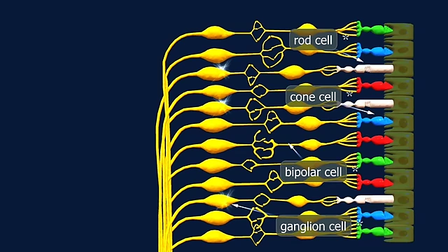 A diagram showing the different cells of the retina, including rod, cone, bipolar, and ganglion cells, which are vital for converting light into electrical signals.