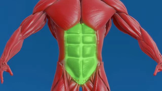 An anatomical diagram highlighting the rectus abdominis muscles (abs) in green, illustrating their relatively small and flat nature compared to other muscle groups.