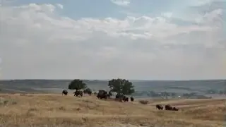 A herd of bison grazing in a large, open field under a partly cloudy sky.