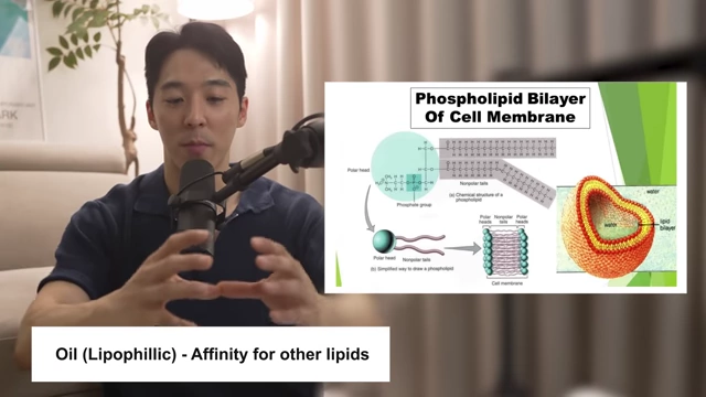Diagram illustrating the phospholipid bilayer of a cell membrane, showing how lipophilic oil binds to bacteria