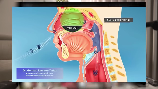 Anatomical diagram showing the nasal cavity and pharynx for nasal breathing