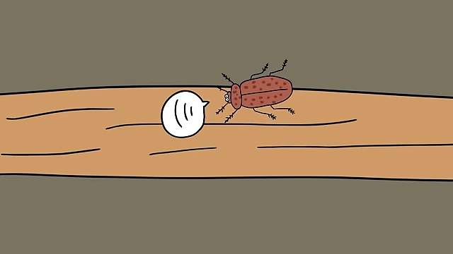 A Death Watch Beetle communicates by rapping its head along the top of a tunnel, producing echoes.