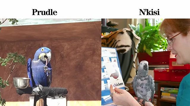 Prudle and N'kisi are two other famous parrots known for their extensive vocabularies and ability to converse.