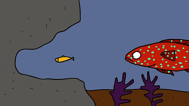 When prey enters a trap, a coral grouper points its nose towards it to signal its presence.