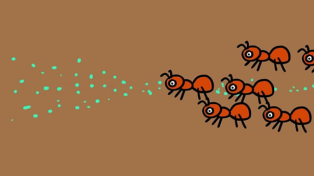 Ants follow pheromone trails secreted by other ants to find foraging locations.
