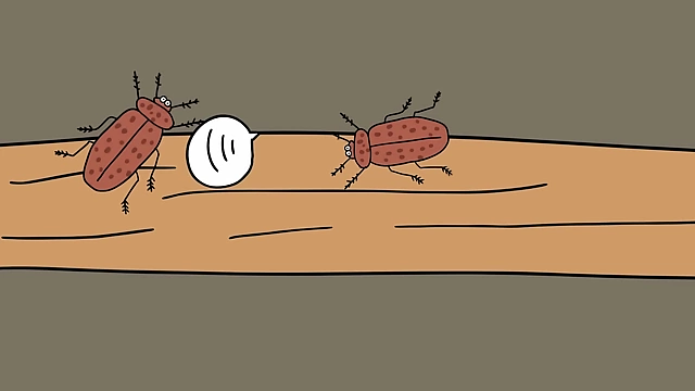 Beetles use Morse code-like sounds to deliver messages to their group through wood tunnels.