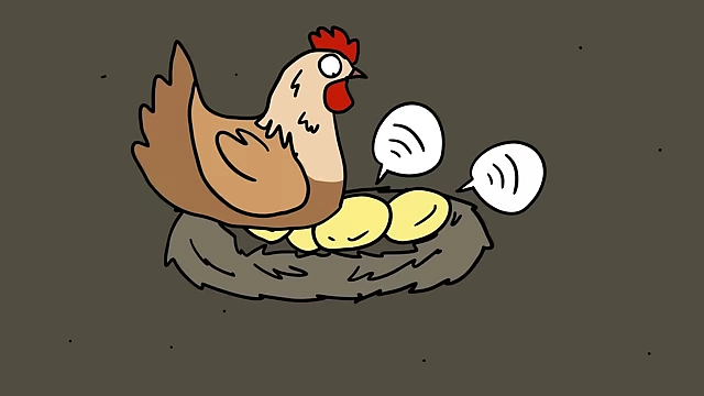 A mother hen communicates with her unborn chicks who peep back from inside the egg around 24 hours before hatching.